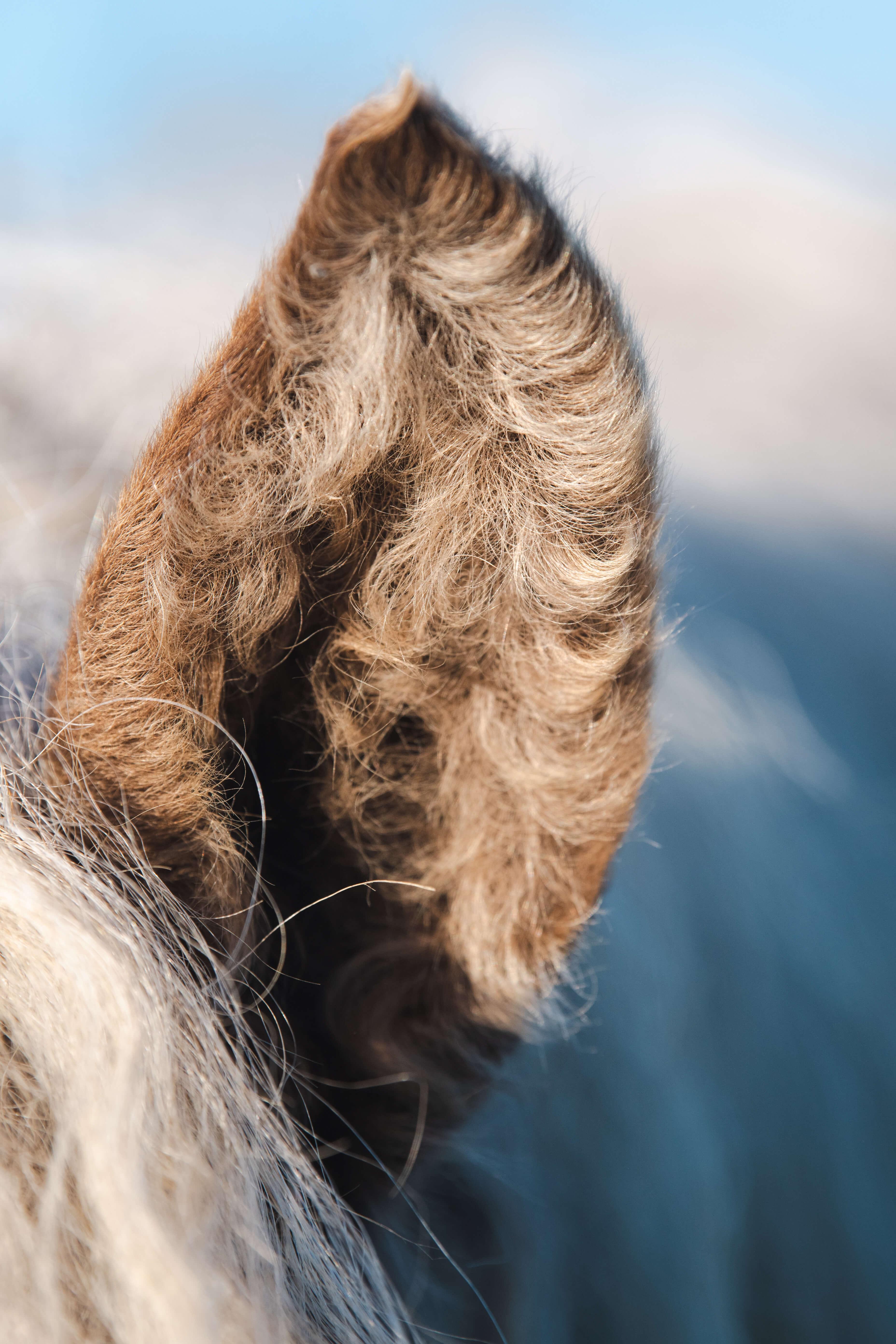 Krullend oor van een Curly Horse