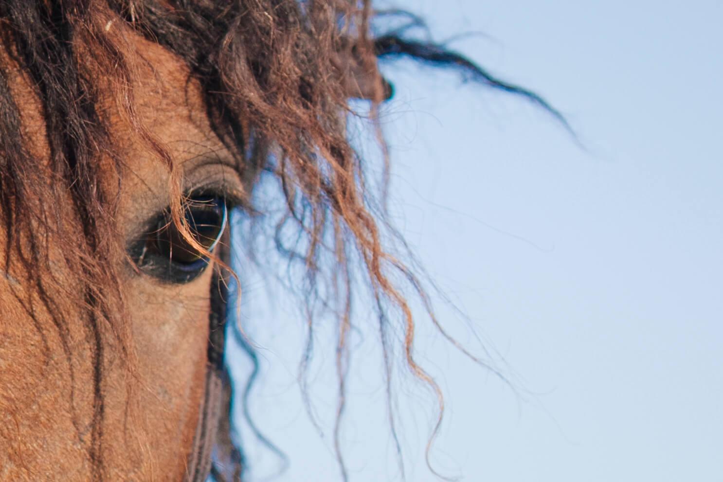 Curly manen close-up