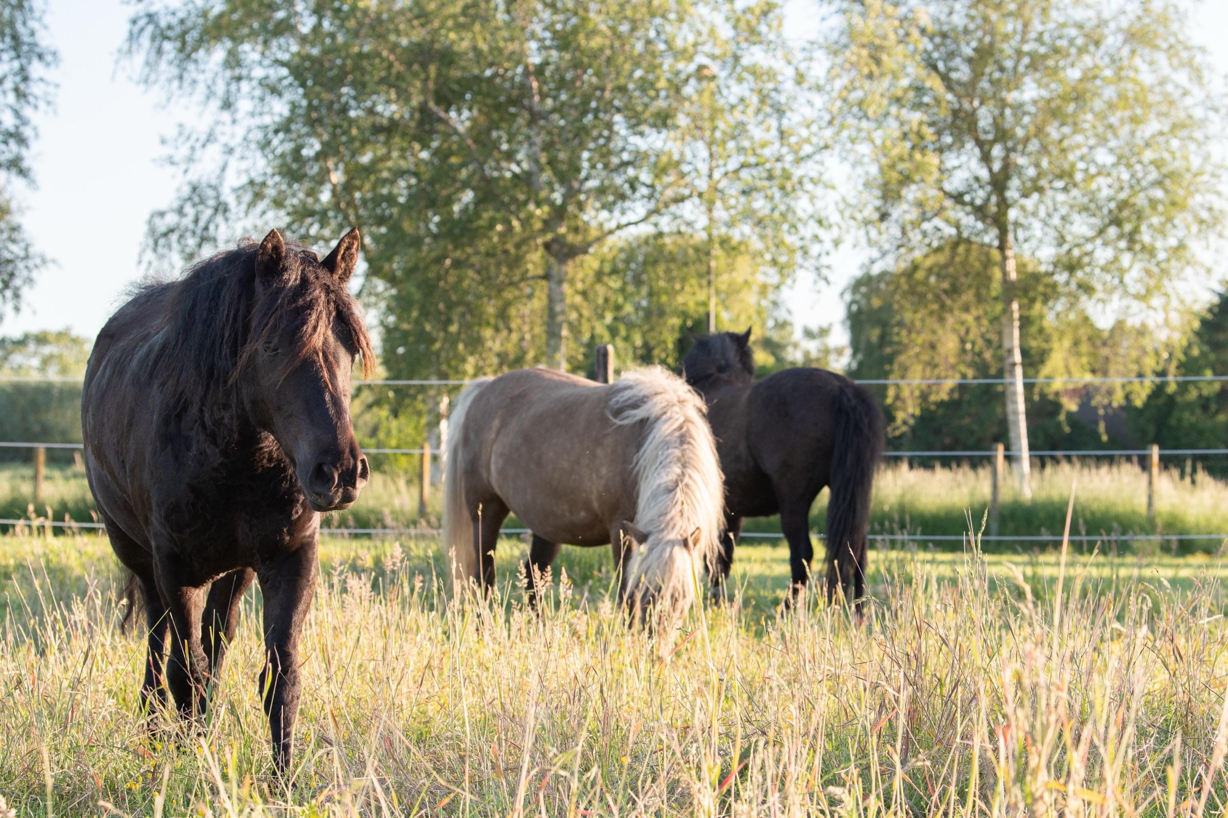 Locatie Pavio Curly's in Landegem
