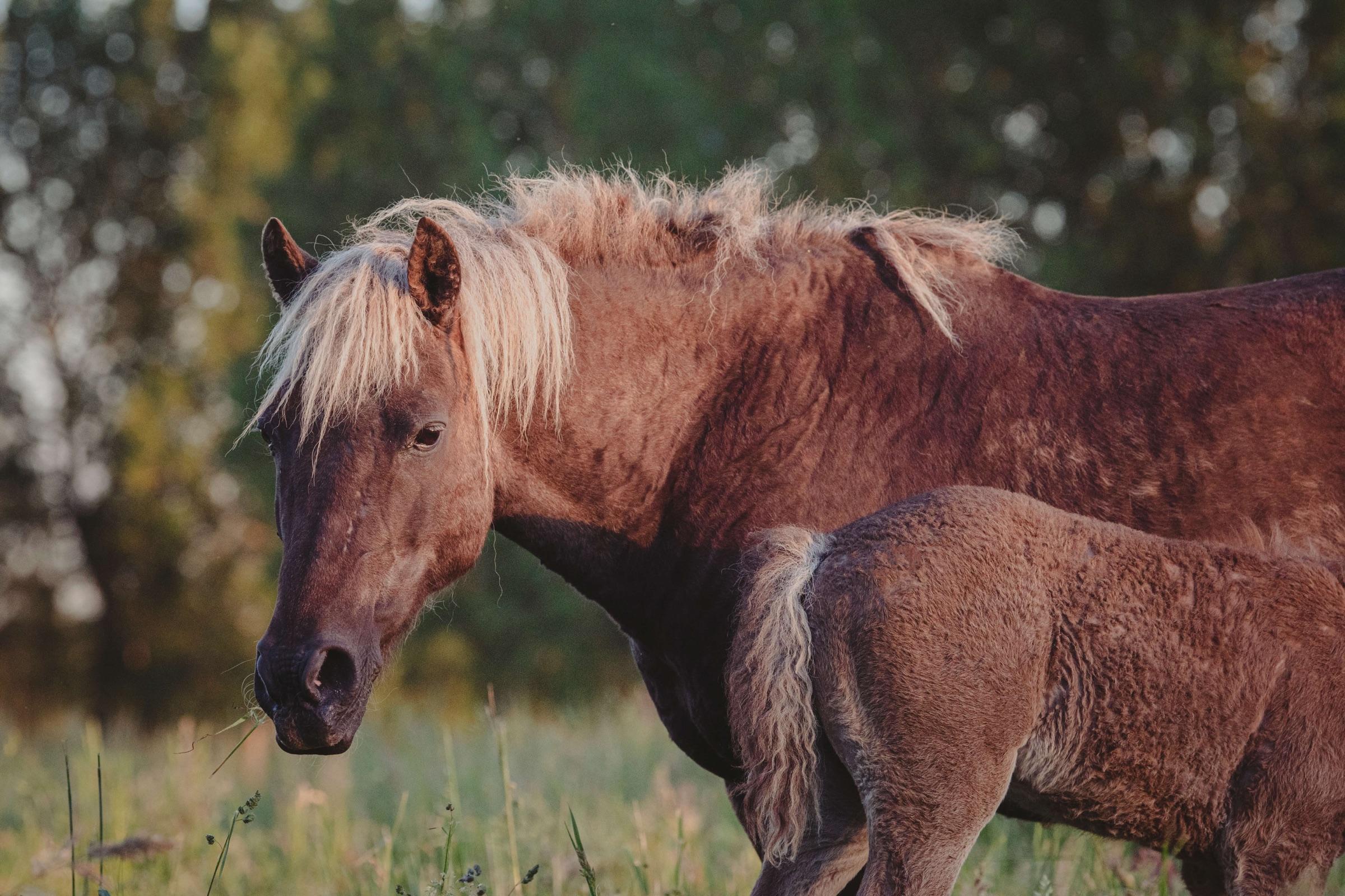 Curly Horse close-up met krullende manen