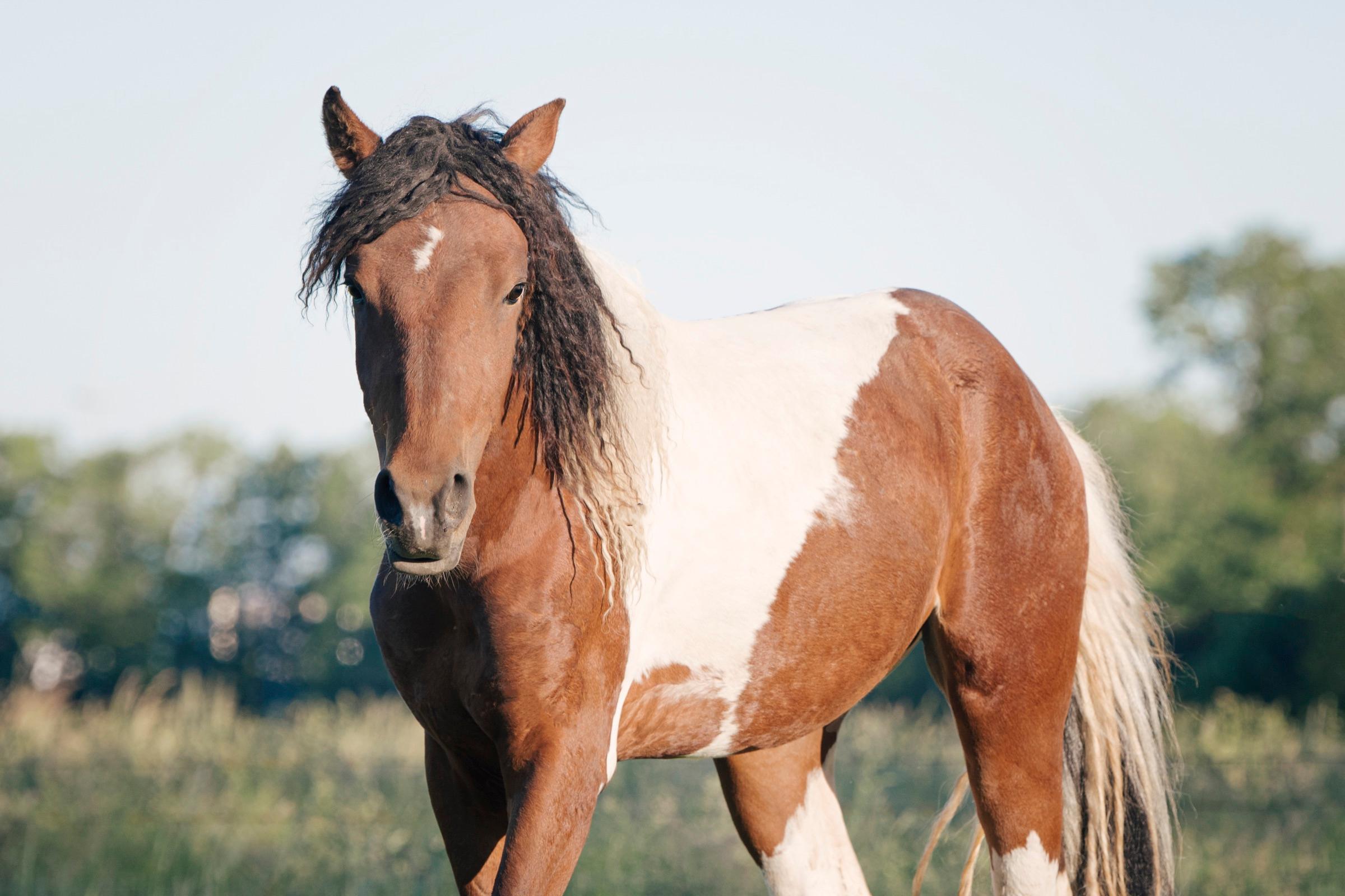 Curly paarden in de wei