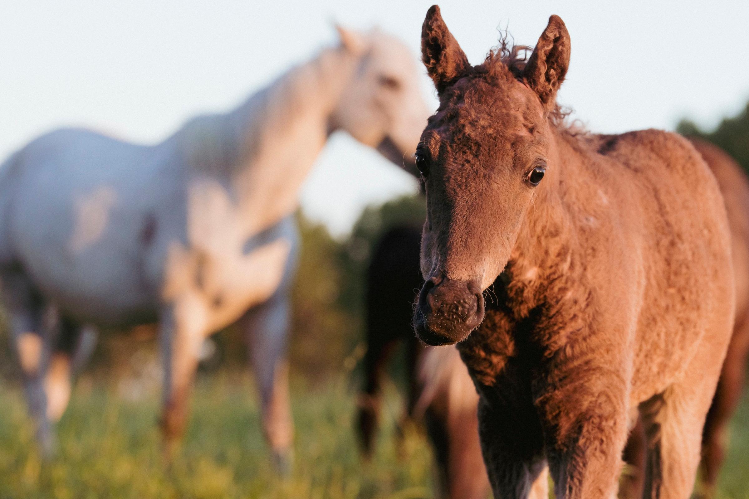 Viola met Curly paard op de weide — de fokkerij van Pavio