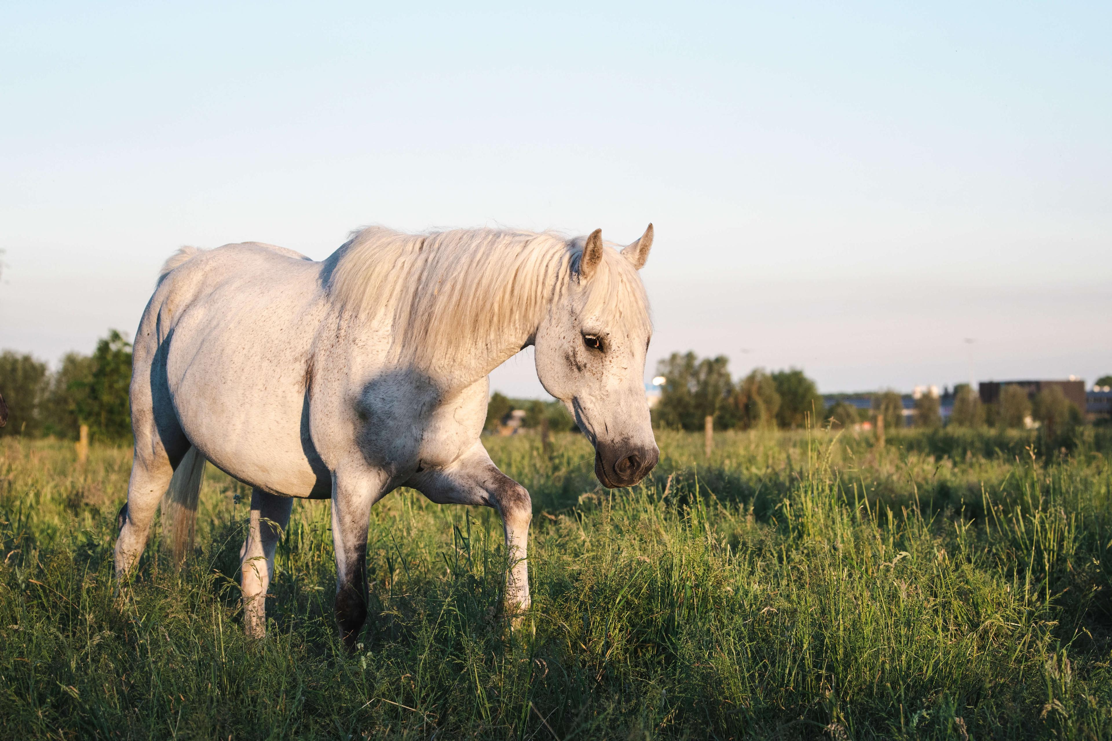Curly paard in het veld — oorsprong van het ras