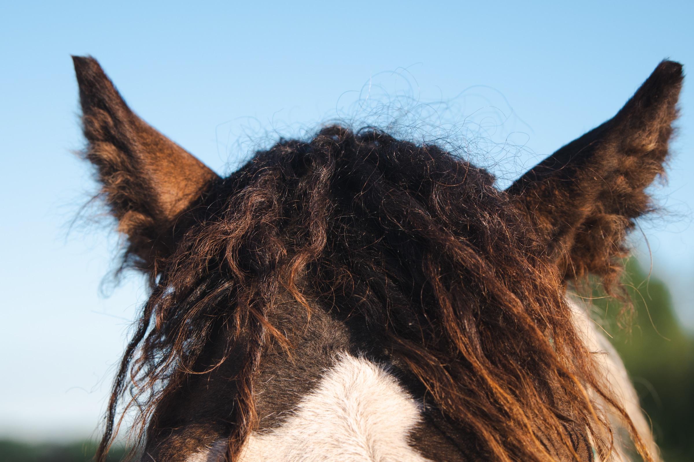 Witte Curly merrie met zwart Curly veulen in de weide