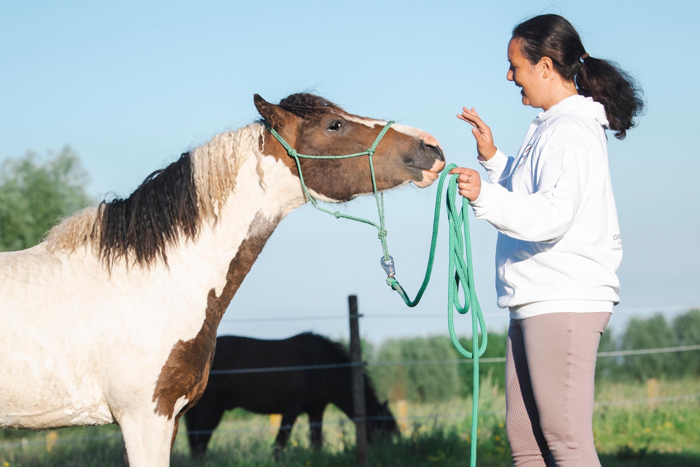Contact Pavio Curly's — Een kind ontmoet een paard op de boerderij